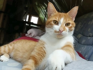 Lieber Kater Manu sucht Zuhause mit Spielgefährten