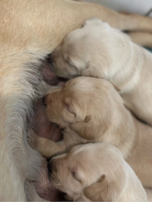 Labrador-Welpen