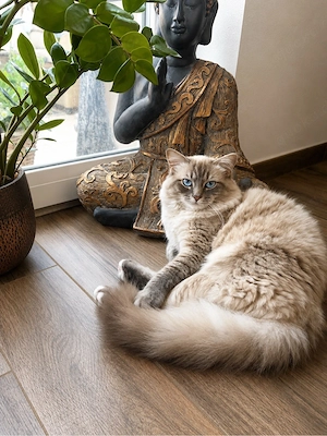 Wunderschöner Ragdoll Deckkater