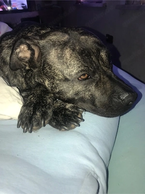 dogoagentino mix 