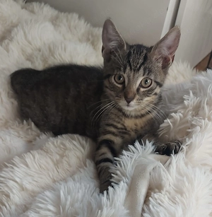 Süßer Kater (14 Wochen) sucht ein liebevolles Zuhause