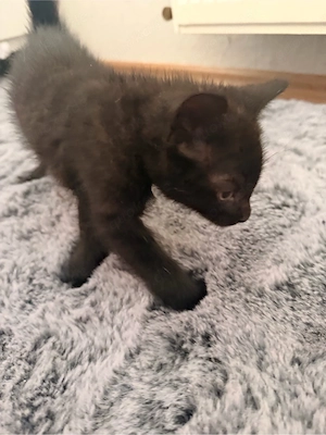 Katzenbaby 