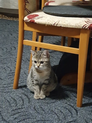  3 Katzen  zu verkaufen 