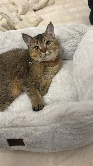 verkaufe BKH mix  katze weibchen 