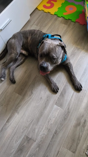 OEB-Boxer Mix sucht GANZ DRINGEND ein neues Zuhause 