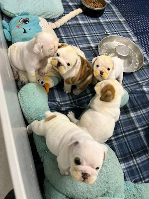 Englische Bulldoggenwelpen abzugeben