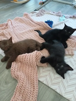 Kleine Katzen 