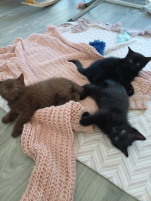 Kleine Katzen 