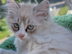 Ragdoll - Maine Coon - Norwegischer Waldkatzen - Mix sucht