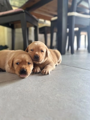 Labrador Welpen 
