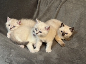 BkH. Kitten