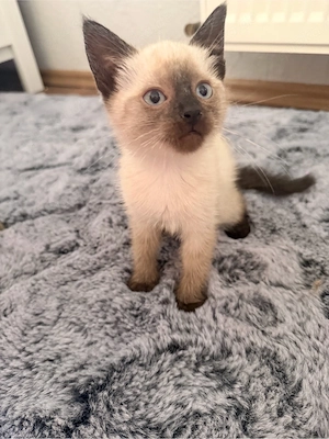 Babykatzen