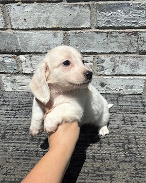 12 Wochen alte Französische Bulldoggen Welpen suchen neues Zuhause