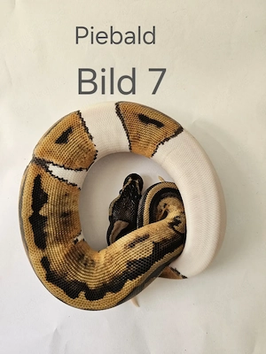 Königspython Babys  Bild 4