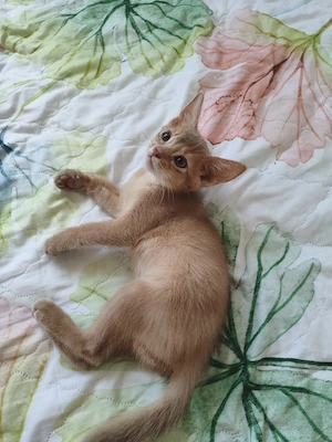 Zuckersüßes Abyssinian Katzenbaby, 2 Monate, verspielt & verschmust 