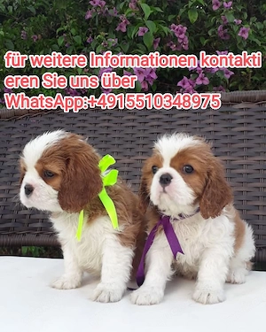 Cavalier King Charles 