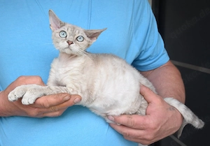 Devon Rex Kater gegen eine Schutzgebühr abzugeben 