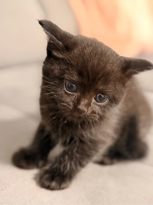 BKH Kitten Reinrassig 