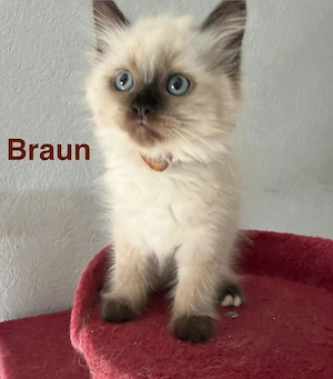 Süsse Ragdoll Mix Kitten -   2 Würfe