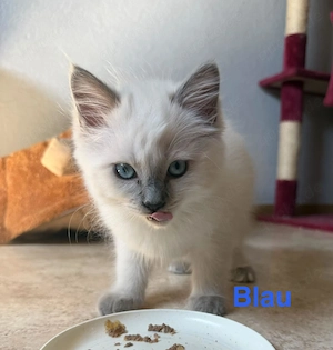 Ragdoll  BKH Heilige Birma Mix Kitten 2 Würfe