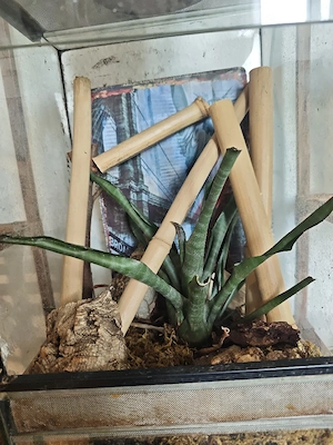 Starterset Terrarium 