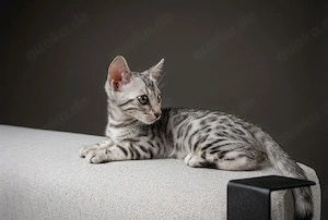 zuckersüße Bengal Kitten 