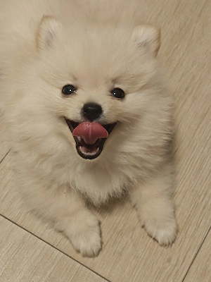 Pomeranian Teddy