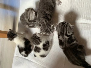 BKH Kitten mit Stammbaum