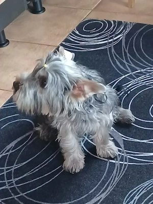 Yorkshire terrier Weibchen 