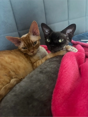 3 liebevolle Devon Rex Katzen suchen liebevolle Pflegefamilie