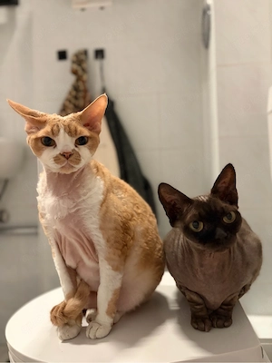 3 liebevolle Devon Rex Katzen suchen liebevolle Pflegefamilie
