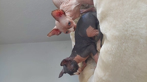 Sphynx Kitten Nacktkatzen