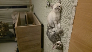 BKH Katzen !!