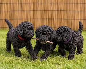 wunderschöne Cockapoo Welpen 