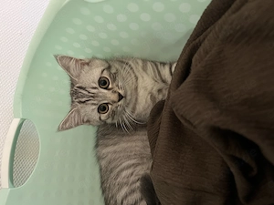 2 britisch Kurzhaar kitten abgabebereit 