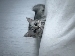 Britisch Kurzhaar kitten Weibchen 