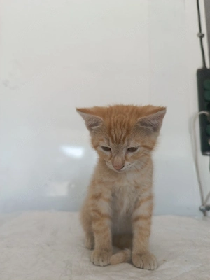 Babykatze, Katze, Katzenbaby