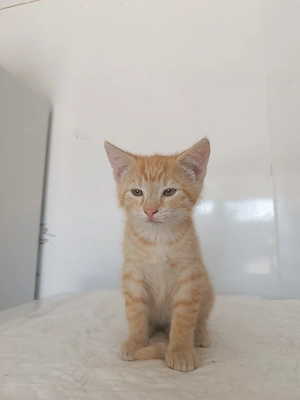 Babykatze, Katze, Katzenbaby