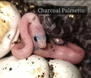 NEU Nachzuchten 2026 Palmetto Microscaleless 