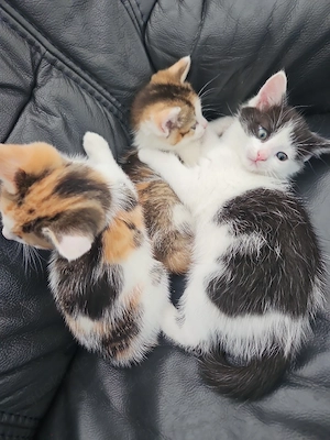 Zu verschenken Katzen Babys Suchen ein  neues Zuhause 