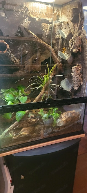 Paar Madagascariensis madagascariensis 