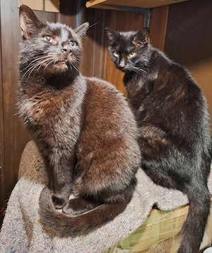 Unser wunderhübsches Lackfellchen-Geschwisterpaar Gabi und Garry sucht liebe Menschen