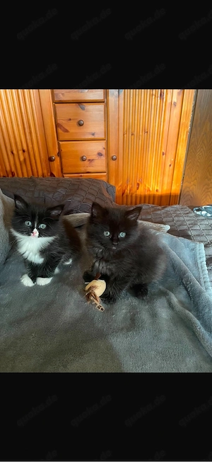 Main Coon Kitten