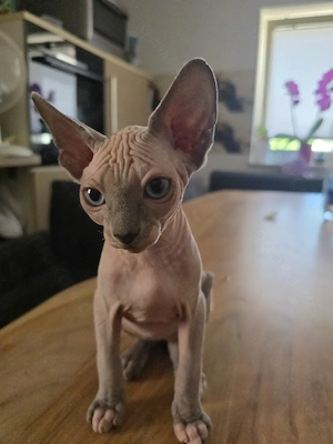 Sphynx Katercher sucht Traumzuhause