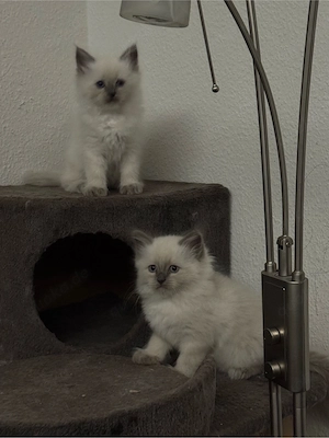 Zauberhafte Heilige-Birma-Kitten suchen ein liebevolles Zuhause