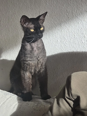 ACE Cornish-Rex Sphynx 