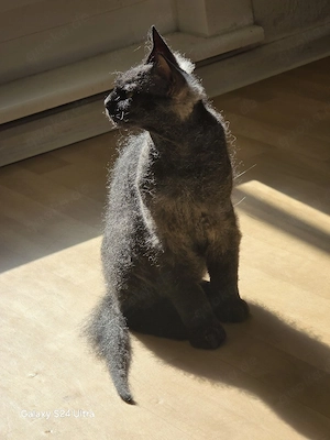 Cornish Rex