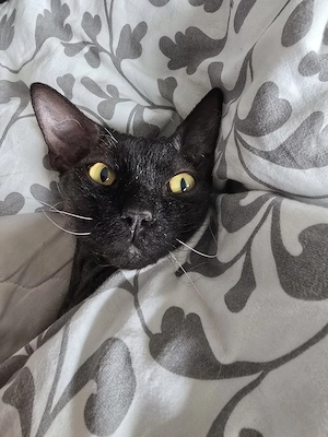 ACE Cornish-Rex Sphynx 