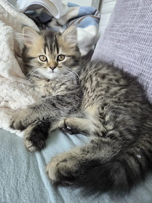 Perser Katze 12 Wochen