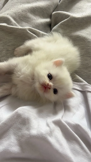 BKH BLH Kitten suchen ein liebevolles Zuhause   